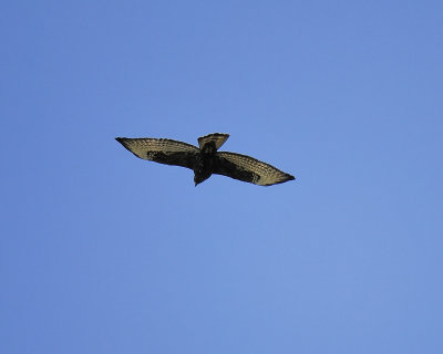 broad-winged hawk dark BRD1597.JPG