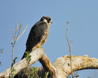 peregrine falcon BRD1800.JPG