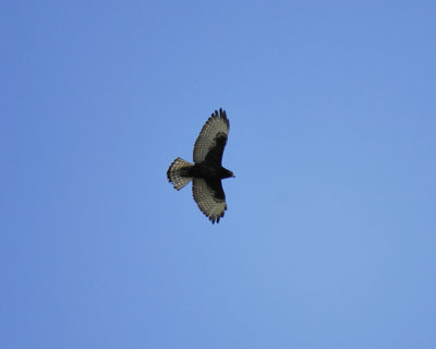 broad-winged hawk dark BRD1909.JPG
