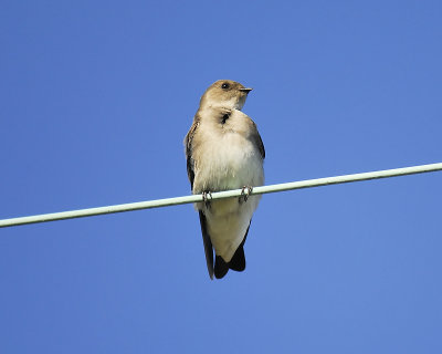 rough-winged swallow BRD1956.JPG