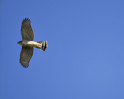 cooper's hawk BRD1977.JPG