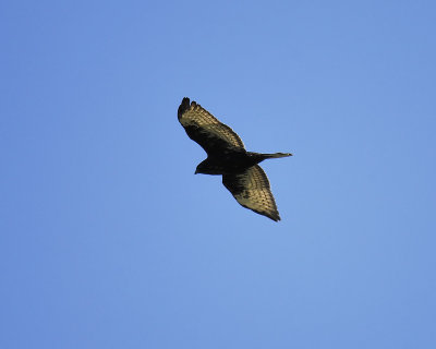 broad-winged hawk dark BRD2223.JPG