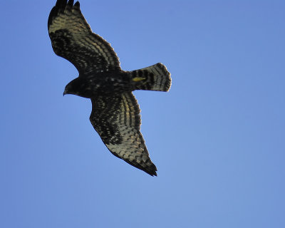 broad-winged hawk dark BRD2269.JPG