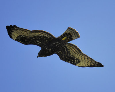 broad-winged hawk dark BRD2271.JPG