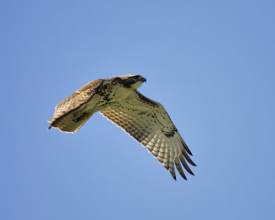 red-tailed hawk BRD2935.JPG