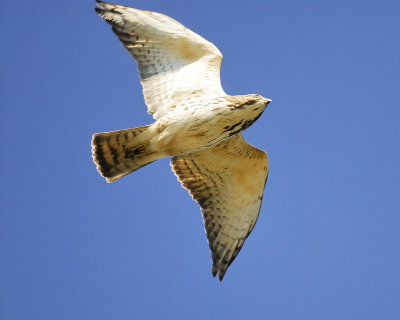 broad-winged hawk BRD2960.JPG