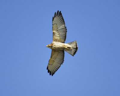 broad-winged hawk BRD2849.JPG