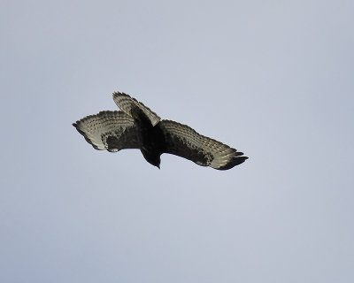 broad-winged hawk dark BRD3019.JPG