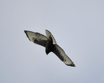 broad-winged hawk dark BRD3018.JPG