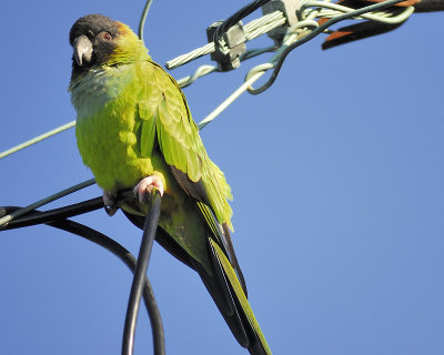 nanday parakeet BRD3075.JPG