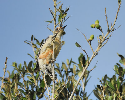 red-bellied woodpecker BRD3300.JPG