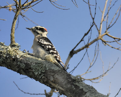 downy woodpecker BRD3305.JPG