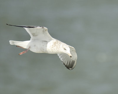 ring-billed gull BRD3417.JPG