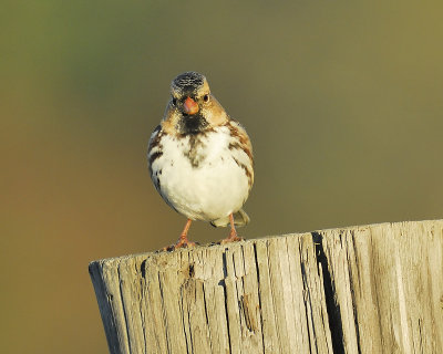 harris's sparrow BRD3512.JPG