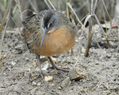 1150g_virginia_rail