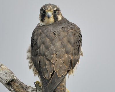 peregrine falcon BRD4182.JPG