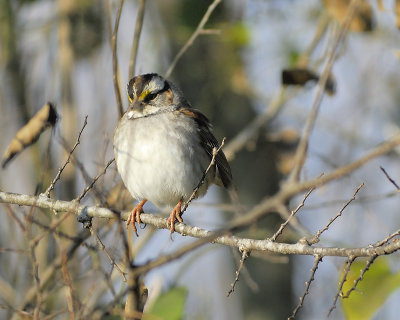 white-throated sparrow BRD4270.JPG
