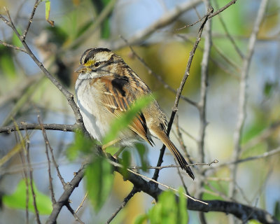 white-throated sparrow BRD4287.JPG