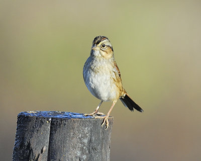 swamp sparrow BRD4410.JPG