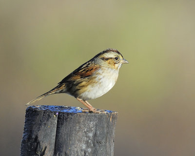 swamp sparrow BRD4417.JPG
