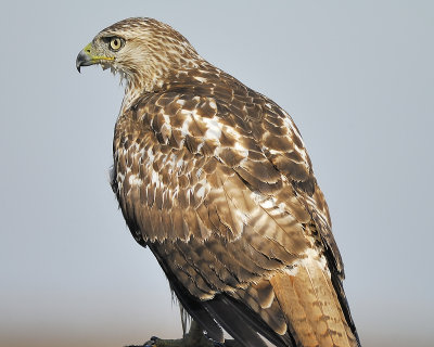 red-tailed hawk BRD4484.JPG