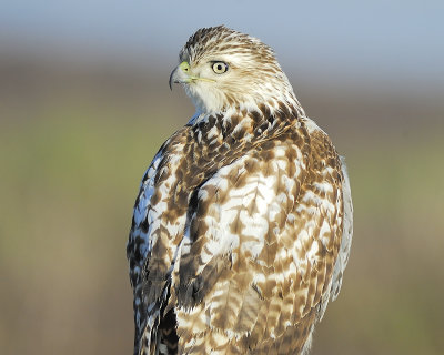 red-tailed hawk BRD4425.JPG