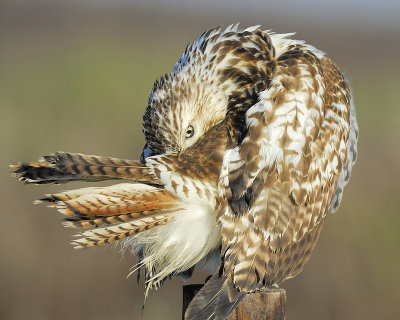 red-tailed hawk BRD4430.JPG