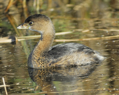 pied-billed grebe BRD4620.JPG