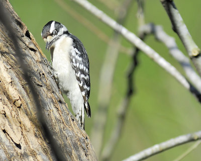 downy woodpecker BRD4797.JPG