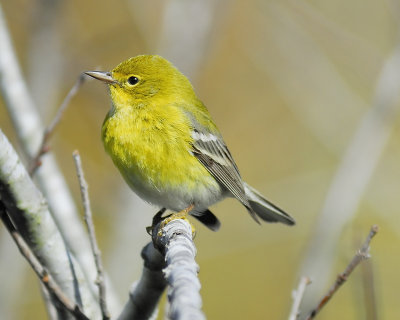 pine warbler BRD4817.JPG