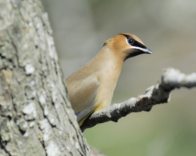 cedar waxwing BRD5278.JPG