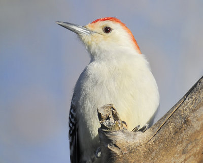 red-bellied woodpecker BRD5246.JPG