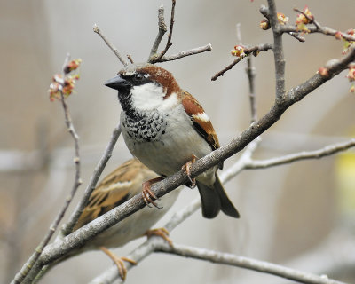 house sparrow BRD5385.JPG