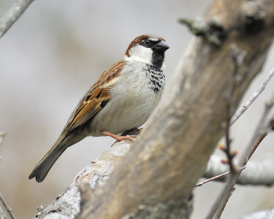 house sparrow BRD5391.JPG