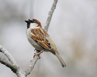 house sparrow BRD5395.JPG