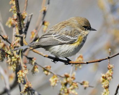 yellow-rumped warbler BRD5446.JPG