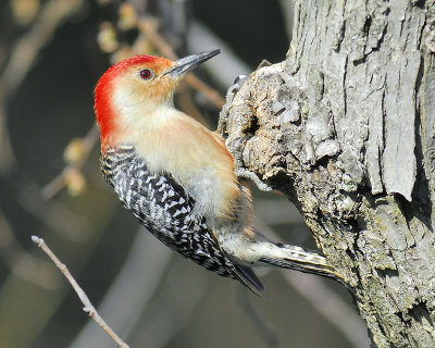 red-bellied woodpecker BRD5473.JPG