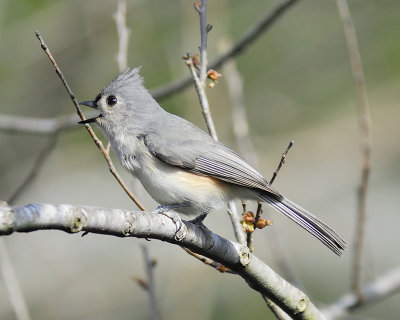 tufted titmouse BRD5606.JPG