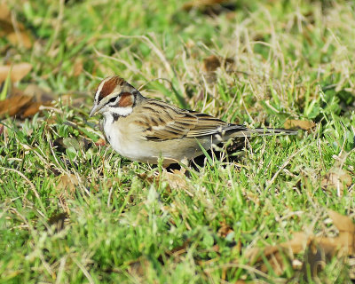 lark sparrow BRD5835.JPG
