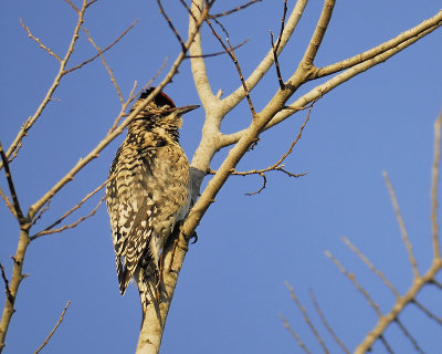 yellow-bellied sapsucker BRD5766.JPG