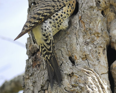 yellow-shafted flicker BRD5882.JPG