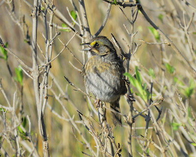 seaside sparrow BRD6008.JPG