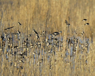 tree swallow BRD5948.JPG