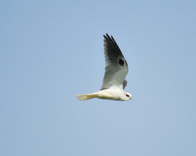 white-tailed kite BRD6147.JPG