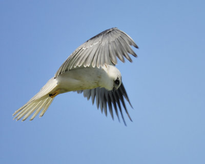 white-tailed kite BRD6168.JPG