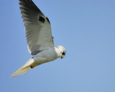 white-tailed kite BRD6169.JPG