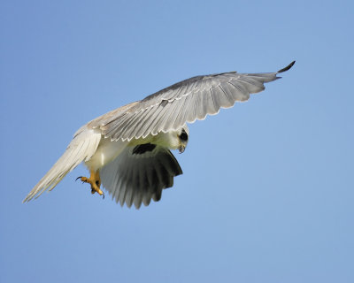 white-tailed kite BRD6170.JPG