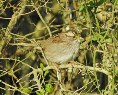 white-throated sparrow BRD6291.JPG