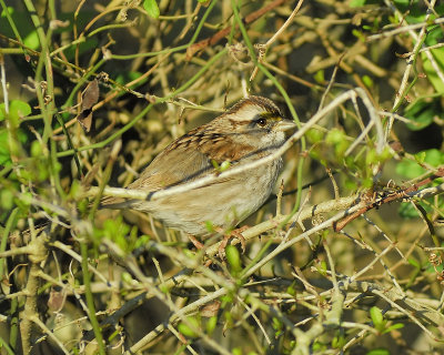 white-throated sparrow BRD6293.JPG