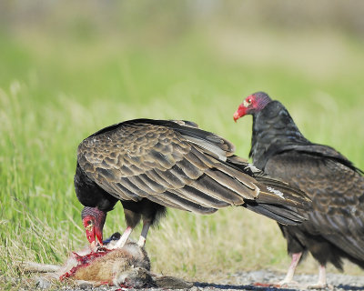 turkey vulture BRD6317.JPG